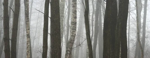 Forêt Sombre Mystérieuse Feuilles Persistantes Dans Épais Brouillard Pin Bouleaux — Photo