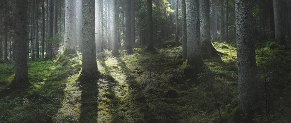 日出时分雄伟的常绿森林 高大的松树 绿色植物 纯净的阳光 黑暗的大气景观 大自然 幻想的概念 — 图库照片