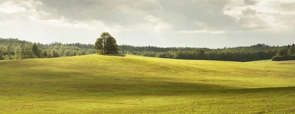 Árbol Roble Poderoso Solitario Colina Verde Del Campo Bajo Cielo — Foto de Stock