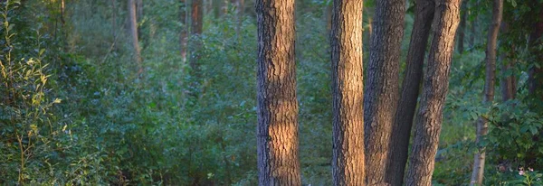 Величественный Лиственный Сосновый Лес Цветные Зеленые Золотые Листья Мягкий Закат — стоковое фото