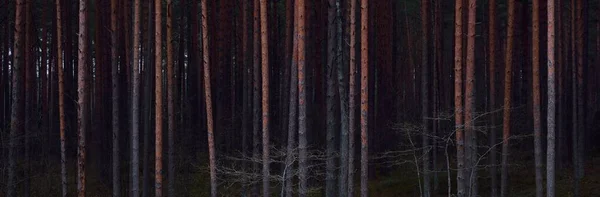 Sombrio Majestoso Crepúsculo Floresta Pinhal Sempre Verde Luz Vermelha Azul — Fotografia de Stock