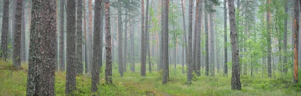 Pathway Door Het Majestueuze Groenblijvende Bos Mysterieuze Mist Vir Sparren — Stockfoto