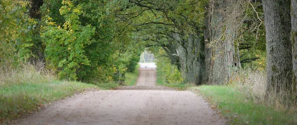 Dark Empty Mysterious Alley Single Lane Rural Road Green Deciduous — Stock Photo, Image