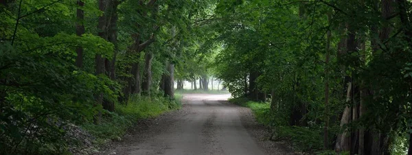 Dark Empty Mysterious Alley Single Lane Rural Road Green Deciduous — Stock Photo, Image