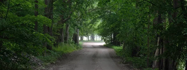 Oscuro Callejón Misterioso Vacío Camino Rural Solo Carril Través Los —  Fotos de Stock