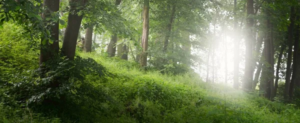 Potenti Alberi Verdi Una Nebbia Bianca Mattutina Primo Piano Colline — Foto Stock