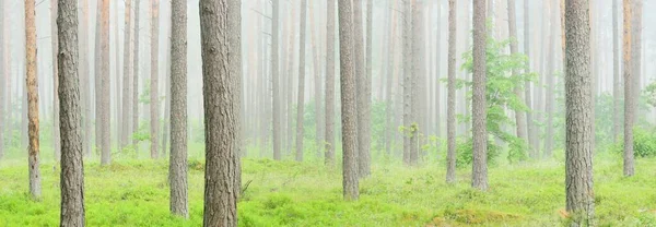 Majestätischer Immergrüner Wald Nebel Mächtige Kiefern Und Fichtensilhouetten Aus Nächster — Stockfoto