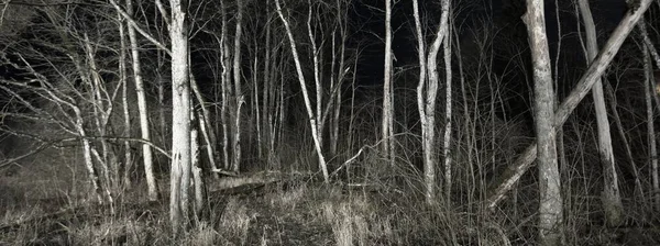 美丽的星空在白桦树林之上 黑暗中明亮的白色轮廓 拉脱维亚Sigulda Gauja国家公园 神秘的风景沉默 哥特式概念 — 图库照片
