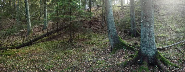 Caminho Pelas Colinas Majestosa Floresta Perene Pinheiro Poderoso Árvores Abeto — Fotografia de Stock