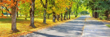 Altın, turuncu, kırmızı ve sarı yapraklı ağaçların arasından tek şeritli asfalt bir bisiklet yolu (alley). Yumuşak sabah ışığı, gölgeler. Sigulda, Letonya. Çevre turizmi, bisiklet