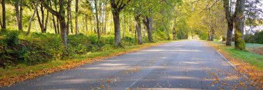 Altın, turuncu, kırmızı ve sarı yapraklı çam ağaçları arasında boş bir bisiklet asfalt yolu (alley). Yumuşak sabah ışığı, gölgeler. Sigulda, Letonya. Çevre turizmi, bisiklet