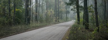 Güneşin doğuşunda sisli bir havada ebediyete kadar uzanan kırsal yol (patika). Antik çam ağaçları, yeşil ve altın bitkiler, yakın plan. Ekoloji, sonbahar, eko-turizm, çevre koruma, doğa