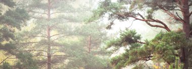 Sisli ve panoramik manzaralı görkemli bir orman. Güçlü ağaçlar. Atmosferik manzara. Doğa, ekoloji, eko-turizm, Avrupa 'da çevre koruma