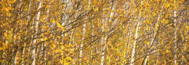 Altın huş ağacı ormanı. Yeşil, turuncu, sarı, kırmızı yapraklar, yakın plan. Saf doğa, çevresel koruma, ekoloji. Ağaç gövdeleri, doğal sonbahar yaprağı dokusu, desen, arkaplan, makro fotoğrafçılık