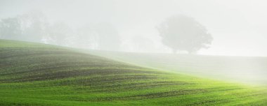 Güneş doğarken traktör izleri olan tarla tarlalarında yeşil ve altın yapraklı kudretli meşe ağacı. Sabah sisi. Resimli sonbahar manzarası. Doğa, ağaçlar, çiftlik, kereste endüstrisi. Almanya