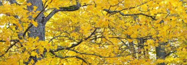 Renkli yeşil, sarı, turuncu yapraklı kudretli akçaağaç ağacına yakın çekim. Bokeh 'te altın yapraklı orman bulanıklaştı. Sonbahar renkleri, sonbahar mevsimi, mevsimler. Soyut doğal desen, doku, arkaplan