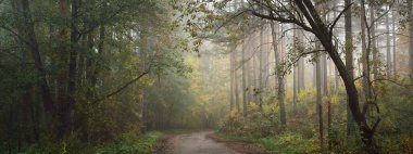 Gizemli bir sabah sisinin içinde ormanın içinden geçen yol, renkli ağaçların doğal tüneli, yumuşak ışık. Idyllic sonbahar sahnesi. Saf doğa, ekoloji, mevsimler, eko-turizm. Karanlık manzara