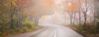 Sis içindeki renkli sonbahar ormanında (asfalt yol) boş bir viraj otoyolu. Yeşil ve altın huş ağacı, akçaağaç, meşe, çam, köknar ağaçları. Ulaşım, seyahat yerleri, özgürlük