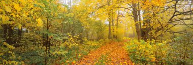 Ormandaki patika (kırsal yol, sokak). Renkli yeşil, sarı, turuncu, altın yapraklı yaprak döken ağaçlar. Dalların arasından güneş ışınları. Doğal tünel. Sonbahar, mevsimler, çevre