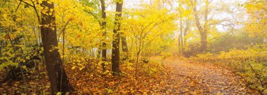 Ormandaki patika (kırsal yol, sokak). Renkli yeşil, sarı, turuncu, altın yapraklı yaprak döken ağaçlar. Dalların arasından güneş ışınları. Doğal tünel. Sonbahar, mevsimler, çevre