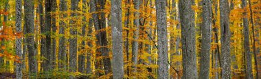 Majestic Beech Ormanı, panoramik manzara. Güçlü ağaçlar, sarı, kırmızı, turuncu yapraklar. Idyllic sonbahar manzarası. Ekoloji, doğa, çevre. Almanya. Desen, doku, arkaplan