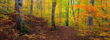 Kayın ağacı ormanındaki tepelerin panoramik manzarası. Güçlü ağaç gövdeleri, sarı, kırmızı, turuncu yapraklar. Idyllic sonbahar manzarası. Sonbahar mevsimi, ekoloji, doğa, çevre, eko-turizm, eğlence. Almanya