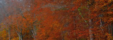 Majestic Beech Ormanı, panoramik manzara. Güçlü ağaçlar, sarı, kırmızı, turuncu yapraklar. Idyllic sonbahar manzarası. Ekoloji, doğa, çevre. Almanya. Desen, doku, arkaplan