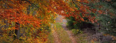 Kayın ağacı ormanından geçen kırsal yol. Doğal tünel. Güçlü ağaç gövdeleri, sarı, kırmızı, turuncu yapraklar. Idyllic sonbahar manzarası. Ekoloji, doğa, eko-turizm, eğlence, İskandinav yürüyüşü. Almanya