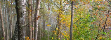 Sis içindeki yeşil ormanın atmosferik manzarası. Güçlü ağaçlar. Ekoloji, sonbahar, eko-turizm, yürüyüş, Avrupa 'da çevre koruma