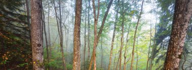 Sis içindeki yeşil ormanın atmosferik manzarası. Güçlü ağaçlar. Ekoloji, sonbahar, eko-turizm, yürüyüş, Avrupa 'da çevre koruma
