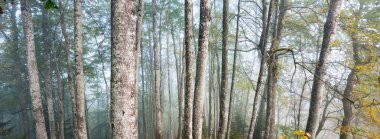 Sis içindeki yeşil ormanın atmosferik manzarası. Güçlü ağaçlar. Ekoloji, sonbahar, eko-turizm, yürüyüş, Avrupa 'da çevre koruma