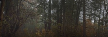 Yoğun bir sabah sisinde kudretli ağaç siluetleri. Işık gövdelerin arasından akıyor. Karanlık mistik orman sahnesi. Ürkütücü bir manzara. Fantezi, masal, sessizlik, boşluk, yalnızlık, gotik kavramlar.