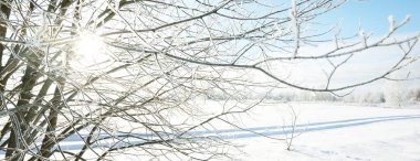 Bir kar fırtınasından sonra huş ağacı ve karla kaplı tepenin üzerindeki diğer yaprak döken ağaçlar. Kar taneleri, ağaç gövdelerinde saf sabah güneşi. Açık mavi gökyüzü. Kış Harikalar Diyarı. Idyllic kış sahnesi. Finlandiya