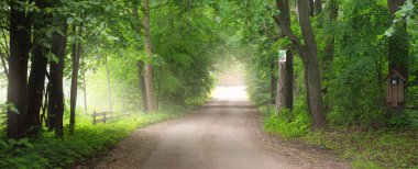 Yeşil yaprak döken ağaçların arasında karanlık, gizemli bir ara sokak (tek şerit kırsal yol). Idyllic manzara. Doğal tünel. Bisiklet, spor, kuzey yürüyüşü, eko-turizm, çevre, ekoloji, doğa