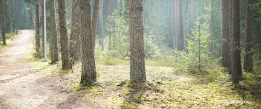 Sonsuz yeşil ormandan geçen kırsal yol. Çam, köknar, çam ağaçları, ağaç kütükleri, yeşil bitkiler, yosun. Sis, yumuşak güneş ışığı. Bahar manzarası. Avrupa. Doğa, ekoloji, çevre, eko-turizm, kuzey yürüyüşü