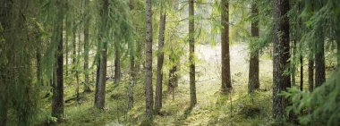 Görkemli Kuzey Evergreen Ormanı 'ndan geçen yol. Güçlü çam ağaçları, çam ağaçları, ağaç kütükleri. Yosun, eğrelti otu, bitkiler. Yumuşak ışık, güneş ışınları. Atmosferik manzara. Finlandiya 'da ilkbahar başlarında. Doğa, eko-turizm