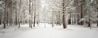 Karla kaplı çam ağacı ormanına giden yol. Kar fırtınası. Ağaçlar yakın plan. Atmosferik manzara. Idyllic kırsal kesim. Kış Harikalar Diyarı. Doğa, iklim, mevsimler, Noel tatilleri, eko-turizm