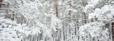 Karla kaplı Evergreen orman tepeleri. Kar fırtınası. Çam, çam ağaçları, yakın plan. Bir patikadan bak. Atmosferik manzara. Kış Harikalar Diyarı. İklim değişikliği, doğal, çevresel koruma. Avrupa