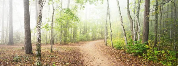 Путь Через Лес Таинственном Утреннем Тумане Естественный Туннель Красочных Деревьев — стоковое фото