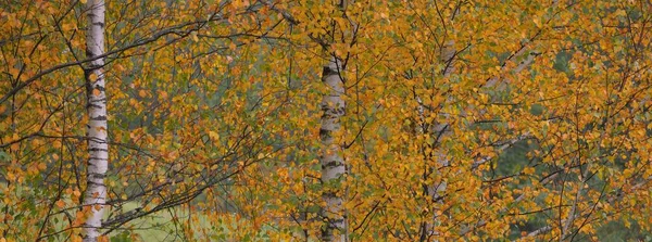 Goldener Birkenwald Grüne Orangefarbene Gelbe Rote Blätter Nahaufnahme Natur Pur — Stockfoto