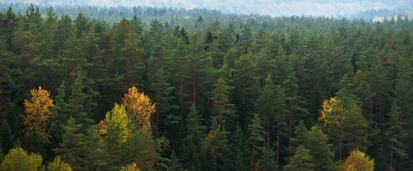 宏伟的常绿森林的风景如画的全景鸟瞰 松树和冷杉 树的特写 秋天的大气景观 纯自然 环境保护 生态旅游 — 图库照片