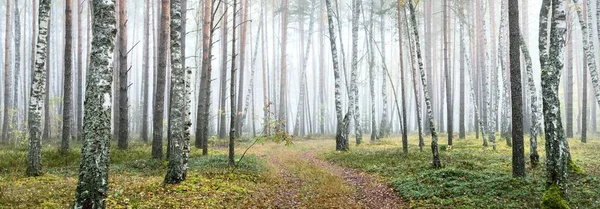 日の出の霧の中で常緑樹林を介して農村部の道路 古代の松の木 緑と黄金の植物 白樺のクローズアップ 生態系 生態系 環境保全 — ストック写真