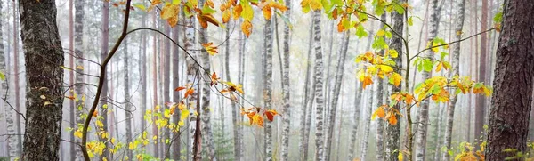 Stimmungsvolle Landschaft Des Immergrünen Waldes Nebel Mächtige Bäume Ökologie Herbst — Stockfoto