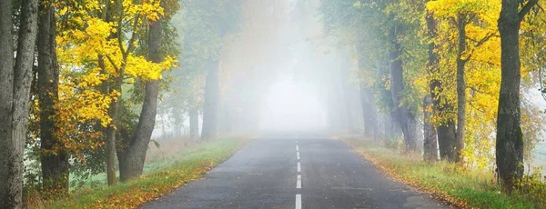 Renkli meşe, huş ağacı, yeşil, turuncu, sarı, altın yapraklı akçaağaç ağaçları boyunca eski asfalt köy yolu (alley). Yoğun sabah sisi. Doğal tünel. Atmosferik sonbahar manzarası