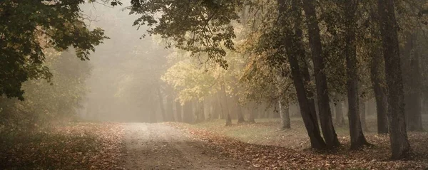 Old Asphalt Country Road Colorful Deciduous Oak Birch Maple Trees — Stock Photo, Image