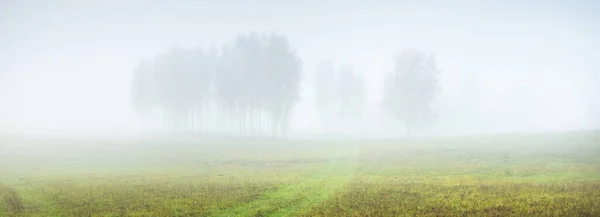 Campo Agrícola Verde Árbol Solitario Una Espesa Niebla Blanca Mañana —  Fotos de Stock