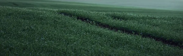 Campo Agrícola Arado Verde Huellas Tractores Primer Plano Pintoresco Paisaje —  Fotos de Stock