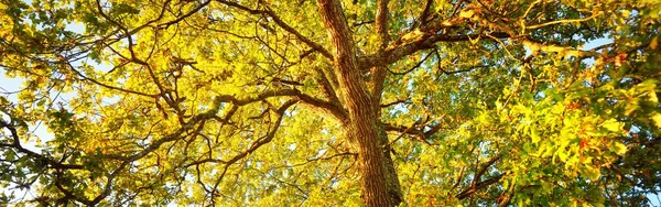 Low angle view of the mighty oak tree with green and golden leaves against clear sky at sunrise, close-up. Atmospheric landscape. Natural texture, pattern, background, wallpaper. Pure nature, trees