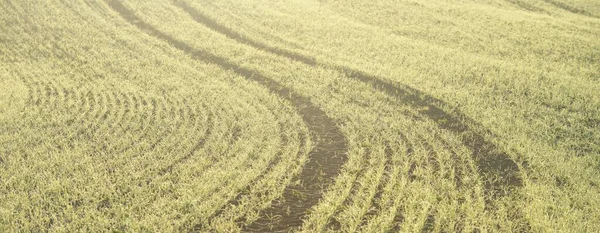 Campo Agrícola Arado Verde Huellas Tractores Primer Plano Pintoresco Paisaje —  Fotos de Stock