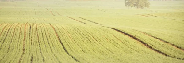 Campo Agrícola Arado Verde Huellas Tractores Primer Plano Pintoresco Paisaje —  Fotos de Stock